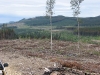 Clearcutting lodgepole pine killed by the  mountain pine beetle near Chase